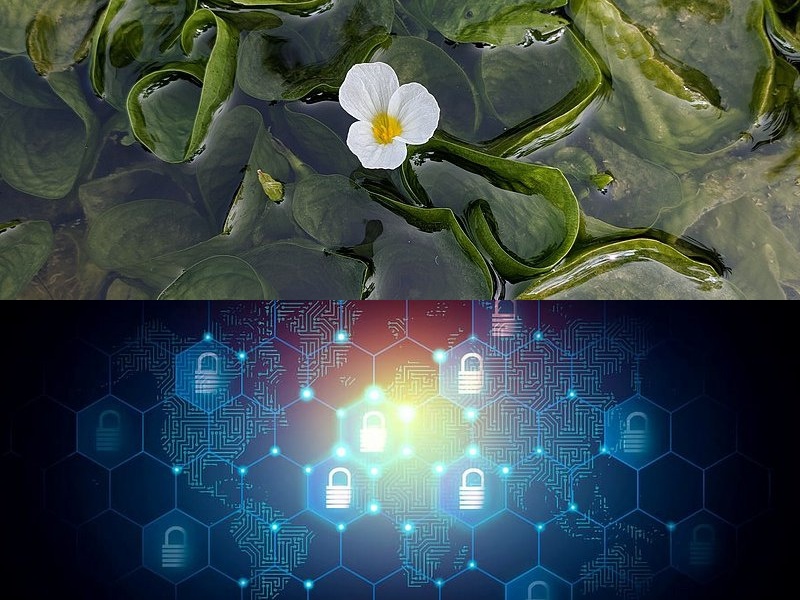 云服务器软件开发
