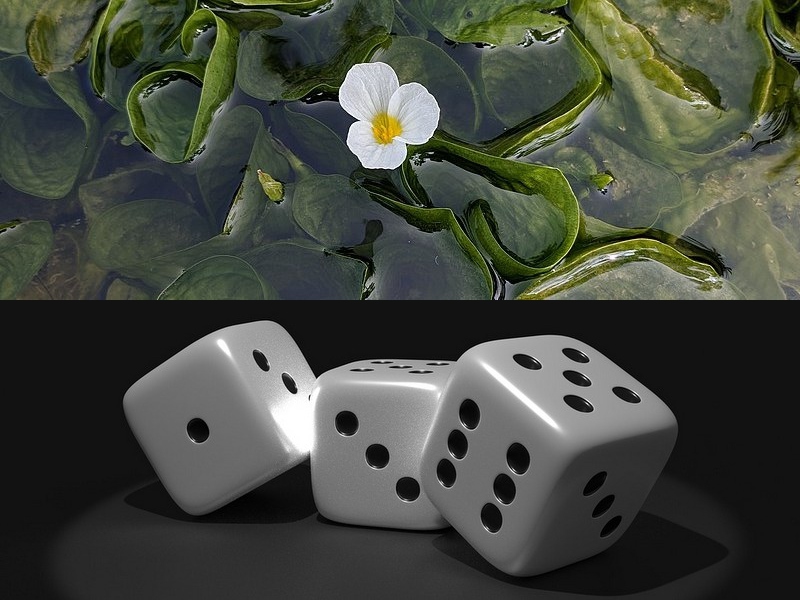 云服务器软件开发