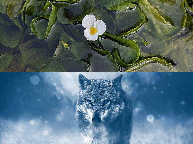 快速软件开发平台