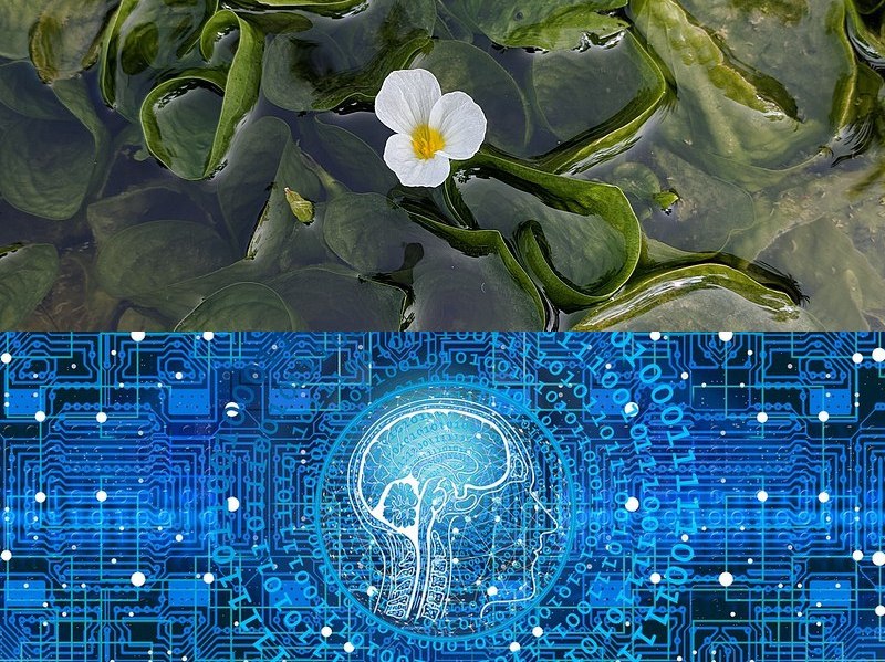 快速软件开发平台