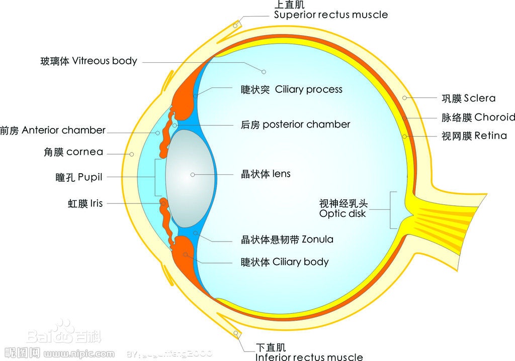 眼球结构